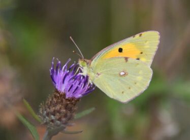 11. Clouded Yellow 11. Clouded Yellow