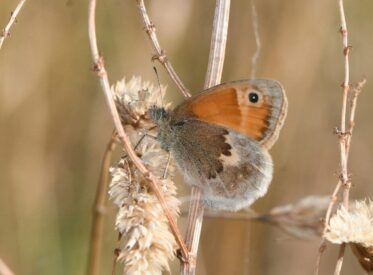12. Small Heath 12. Small Heath