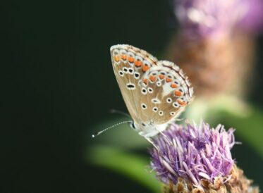 13. Brown Argus 13. Brown Argus