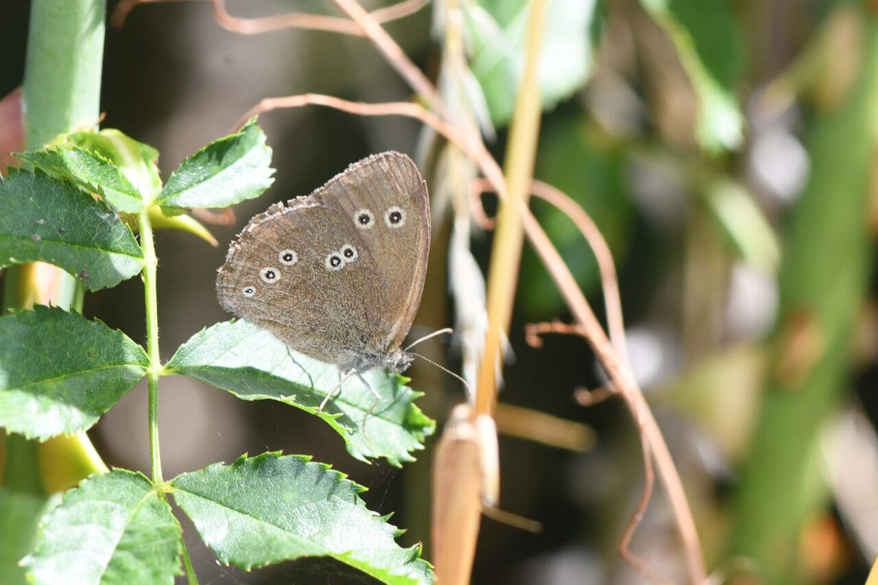 14. Ringlet 14. Ringlet