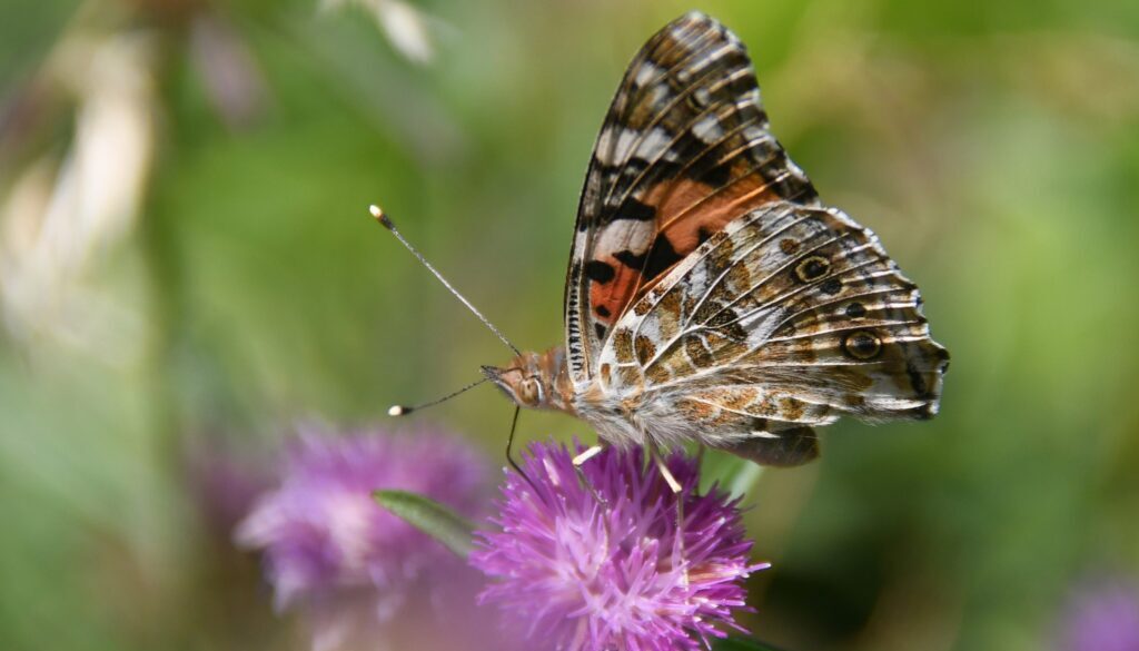 2 Painted lady