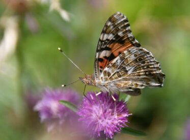 2. Painted Lady 2. Painted Lady