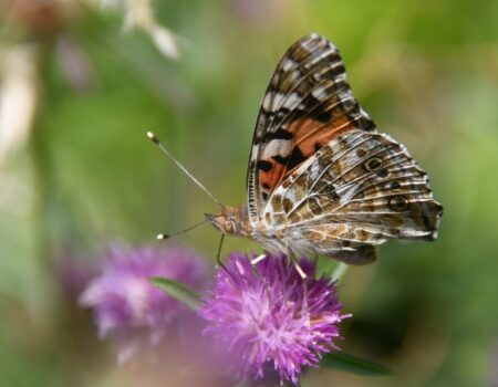 2 Painted lady Big Butterfly Count