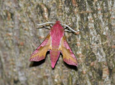 2. Small Elephant Hawkmoth 2. Small Elephant Hawkmoth