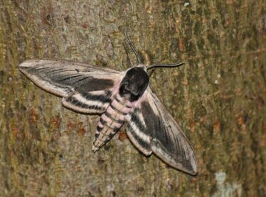 3. Privet Hawkmoth 3. Privet Hawkmoth