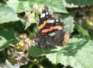 3. Red Admiral 3. Red Admiral