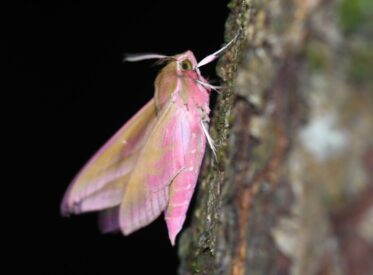 4. Elephant Hawkmoth 4. Elephant Hawkmoth