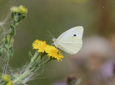 4. Small White 4. Small White