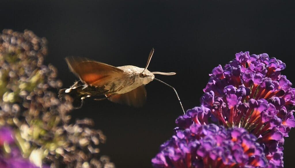 5 Hummingbird hawkmoth 10Aug2026