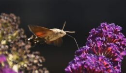 5 Hummingbird hawkmoth 10Aug2026