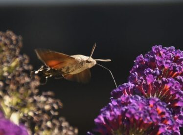 5. Hummingbird Hawkmoth 5. Hummingbird Hawkmoth
