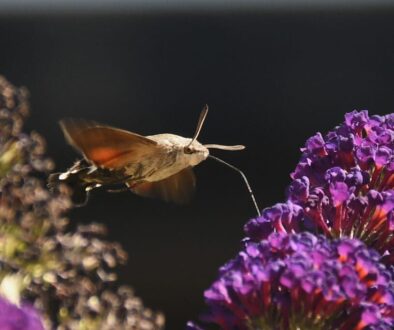 5 Hummingbird hawkmoth 10Aug2026