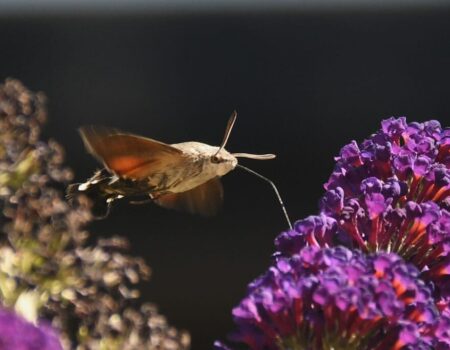 Summer is for Hawkmoths
