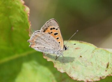 5 Small Copper 5 Small Copper