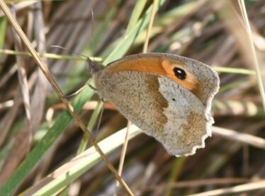 7. Meadow Brown 7. Meadow Brown