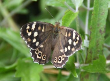 10. Speckled Wood 10. Speckled Wood