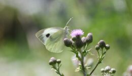 DSC_1154 Large white Stroudvillhall 27June2026