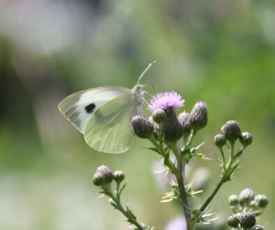 DSC_1154 Large white Stroudvillhall 27June2026